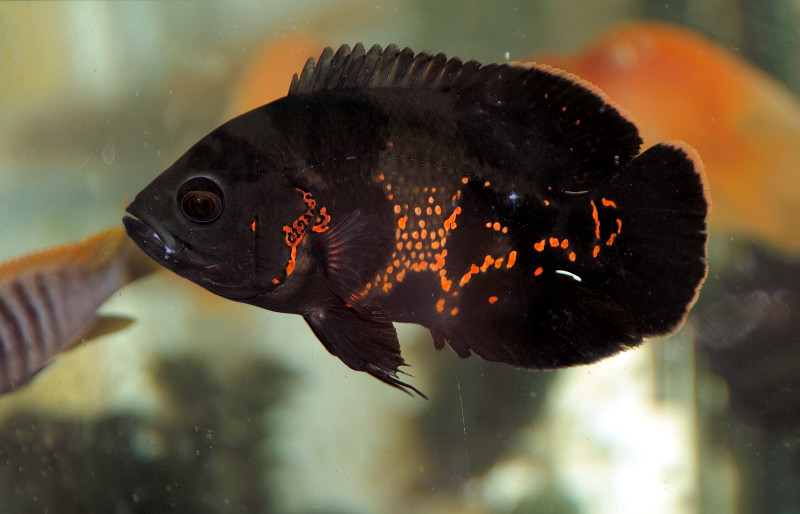 ASTRONOTUS OCELLATUS